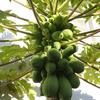 These are papayas growing by the Salty Needle quilt shop on 2nd Street.